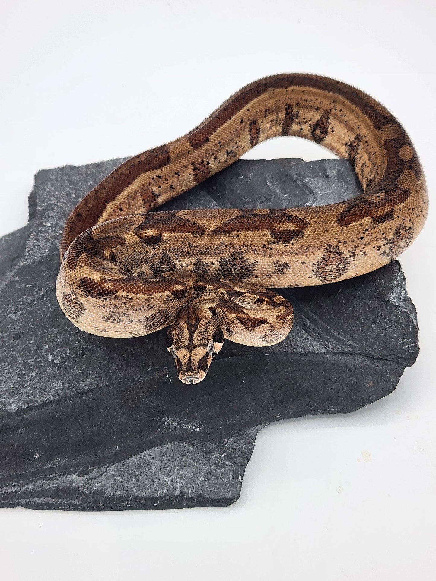 Columbian Red Tail Boa - Hypo - Male 1