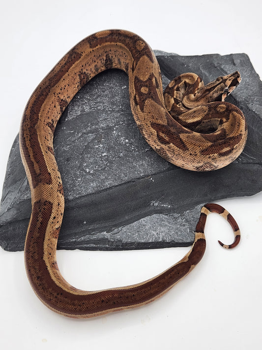 Columbian Red Tail Boa - Hypo - Male 1