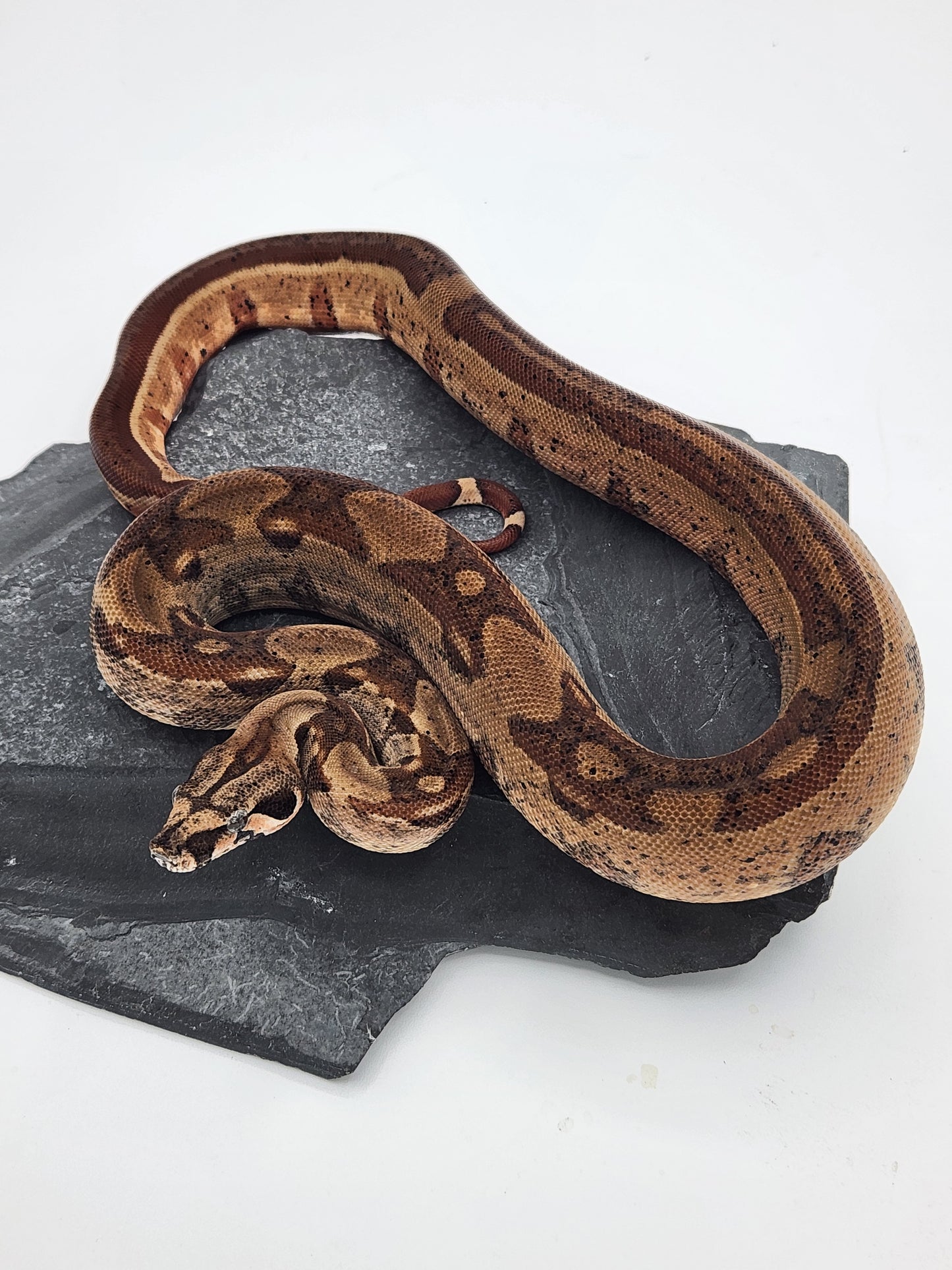 Columbian Red Tail Boa - Hypo - Male 1