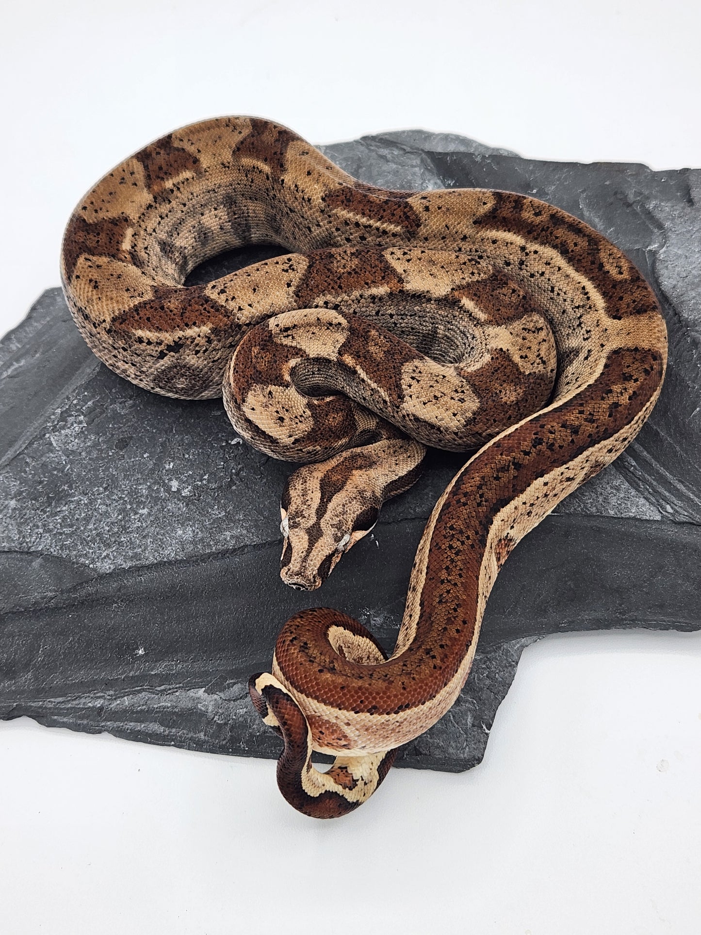 Columbian Red Tail Boa - Hypo - Male 2