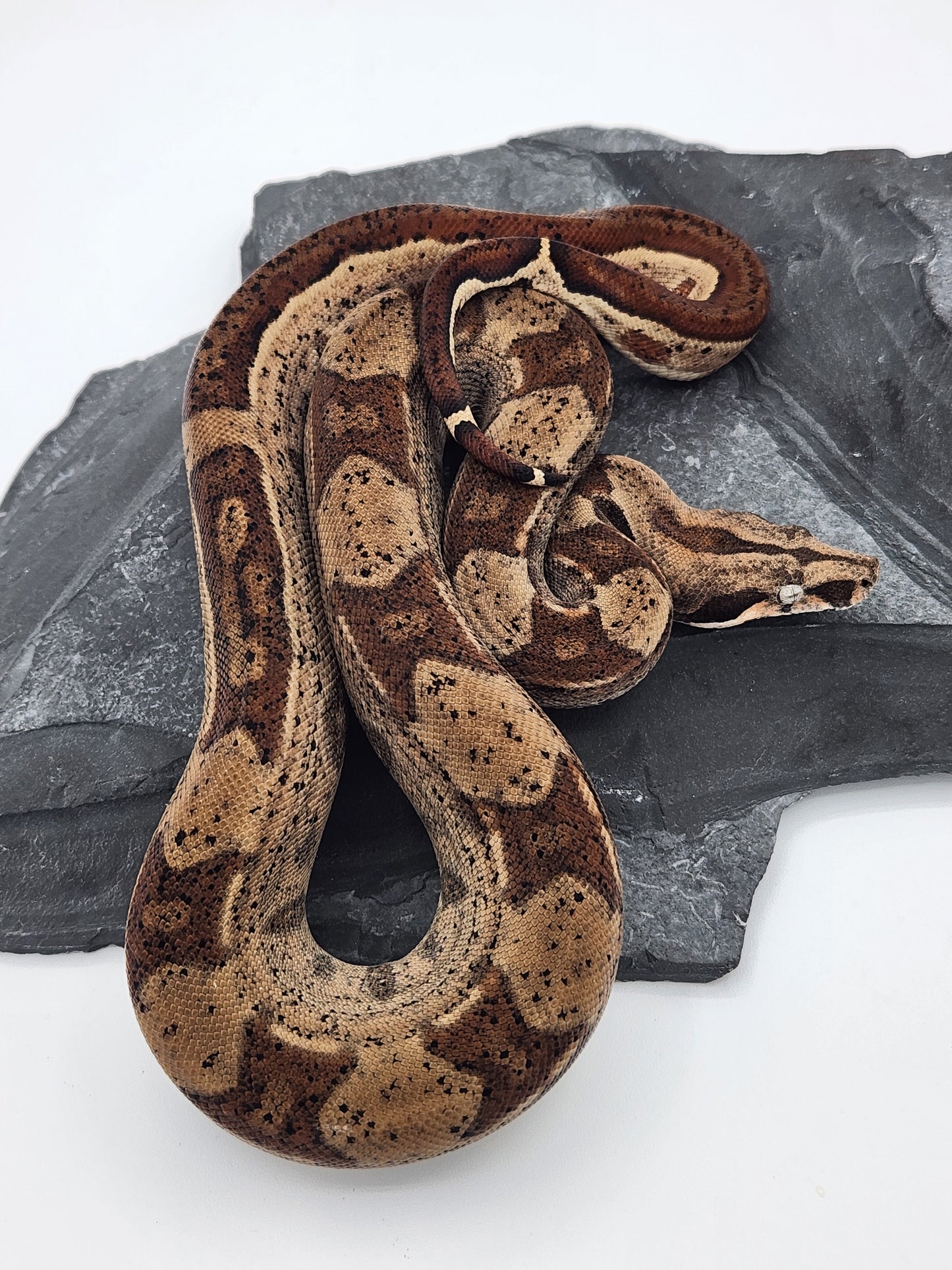 Columbian Red Tail Boa - Hypo - Male 2