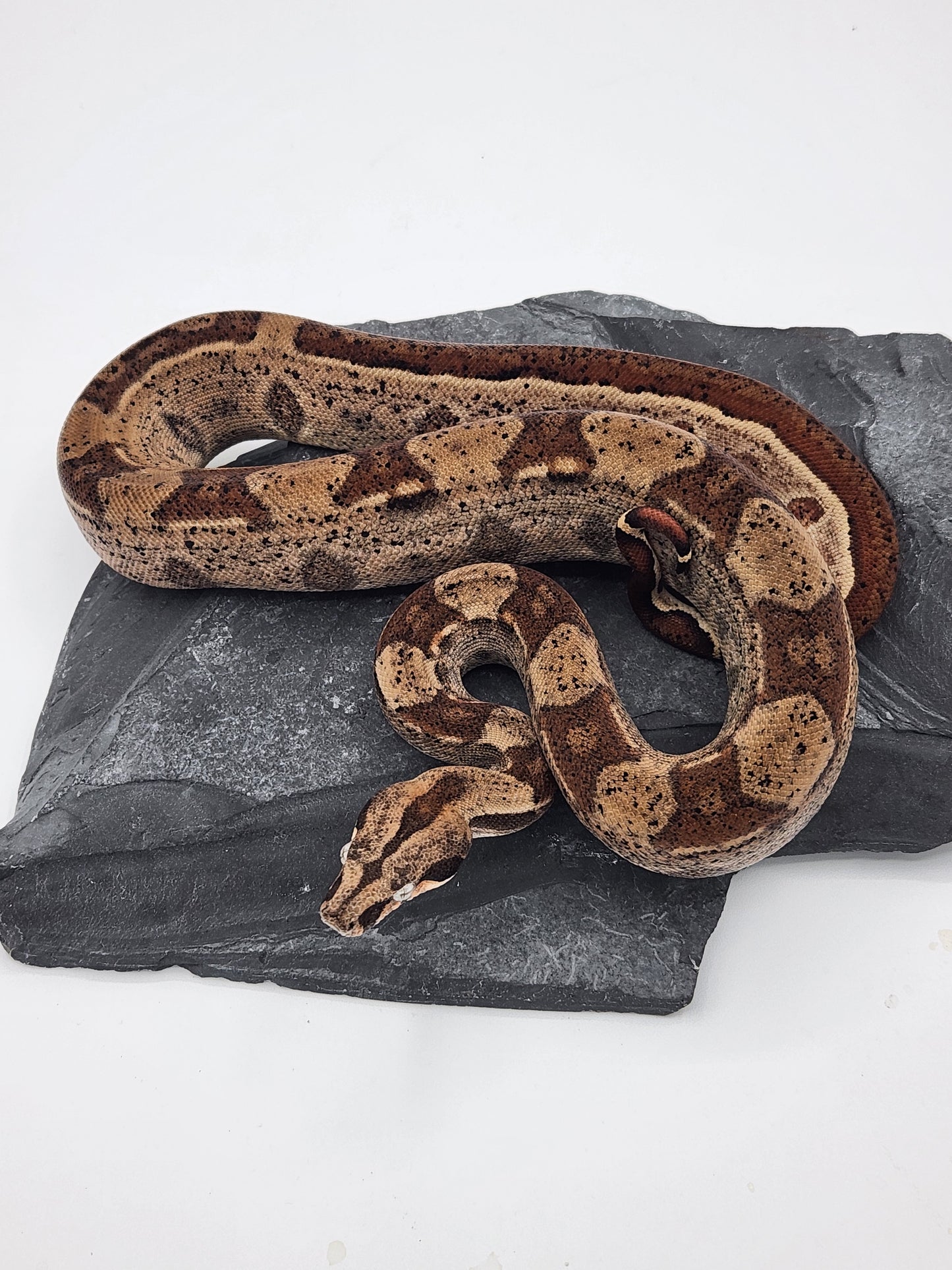 Columbian Red Tail Boa - Hypo - Male 2