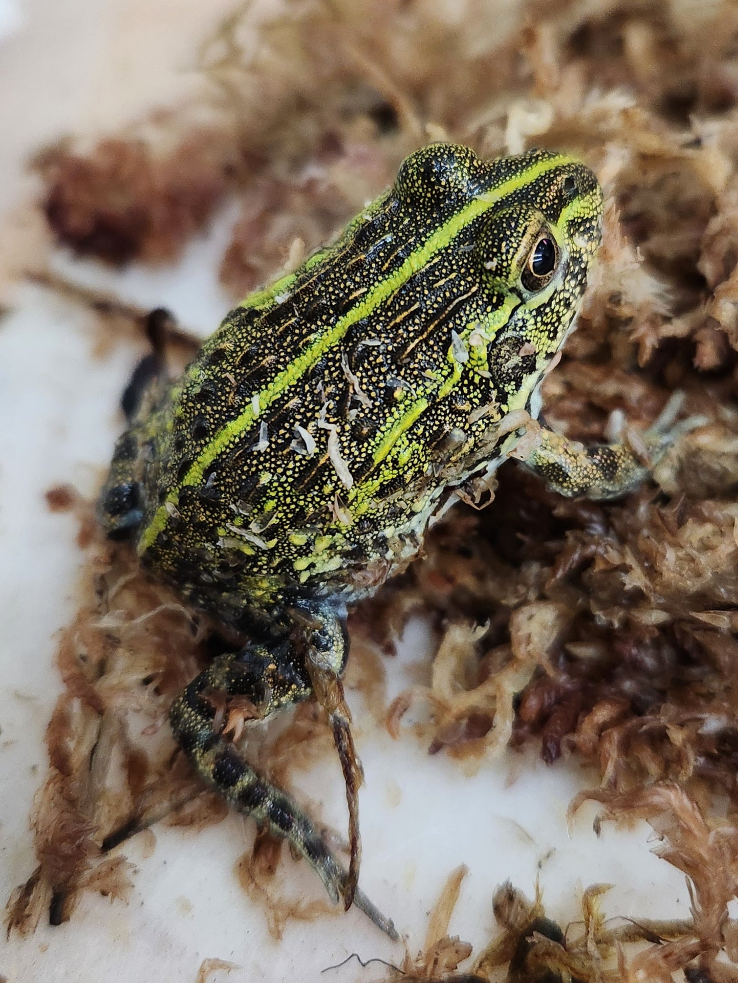 Amphibian - Pixie Frog - Unsexed