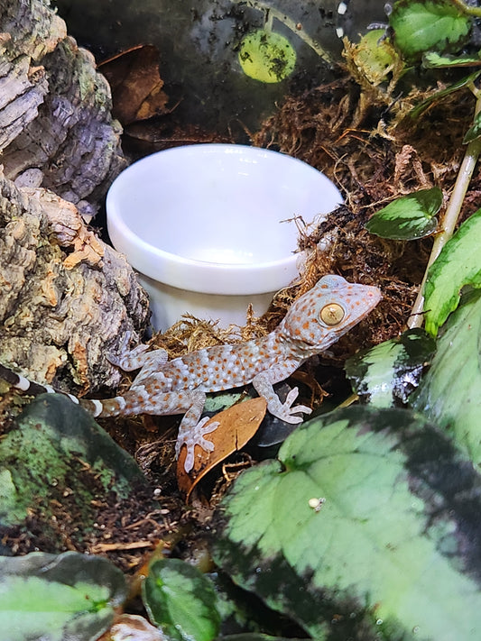 Other Geckos - CBB Tokay Gecko - Unsexed