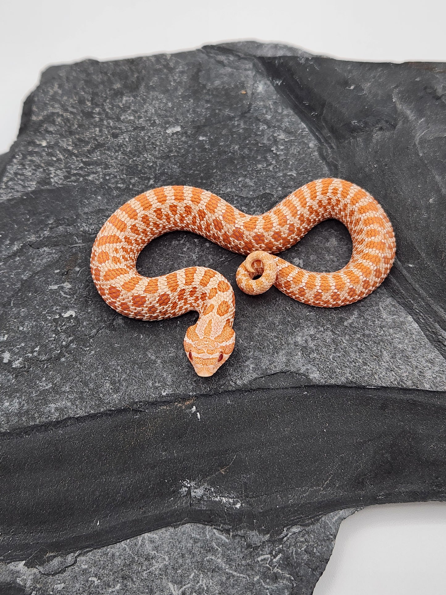 Snake - Hognose - Albino - Unsexed