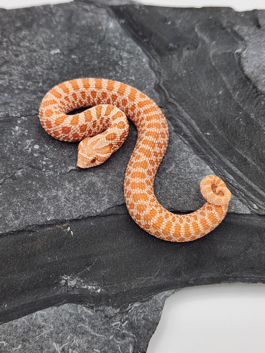 Snake - Hognose - Albino - Unsexed