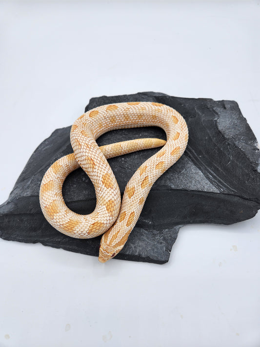 Snake - Hognose - Albino Conda - Proven Male "Ezra"
