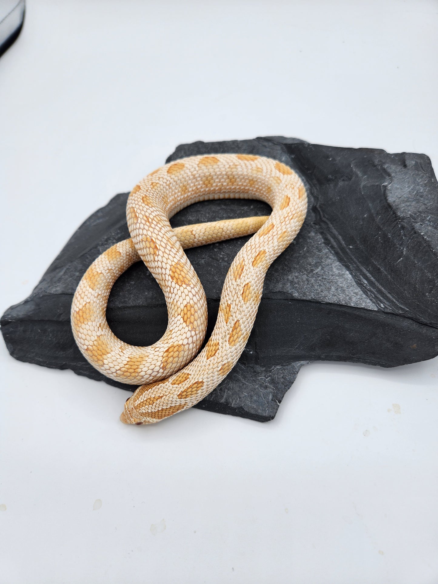 Snake - Hognose - Albino Conda - Proven Male "Ezra"
