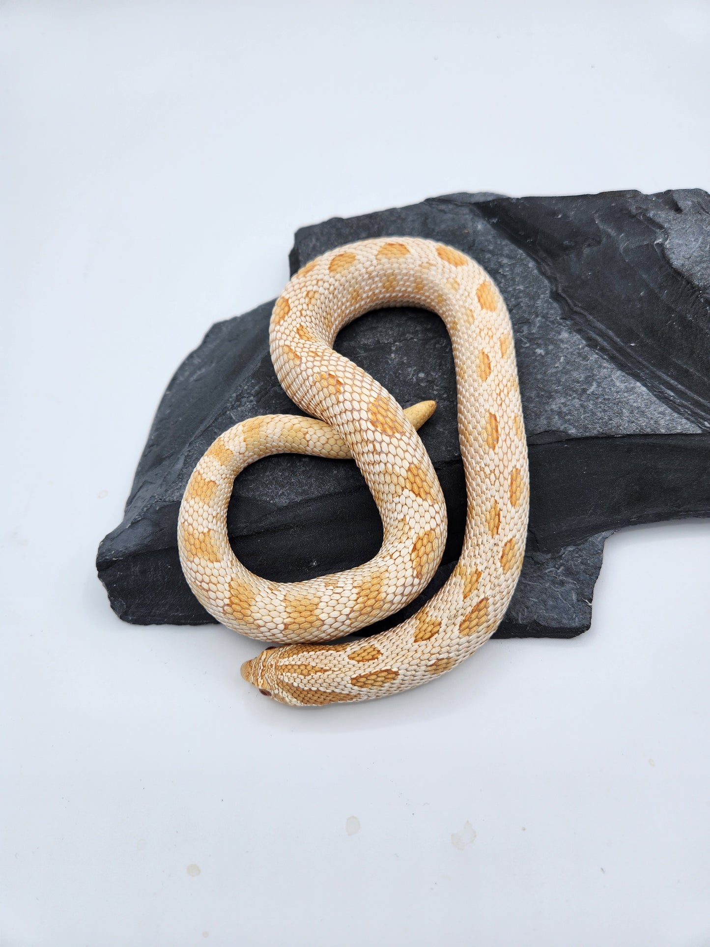 Snake - Hognose - Albino Conda - Proven Male "Ezra"