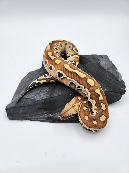 Snake - Sumatran Blood Python - Unsexed