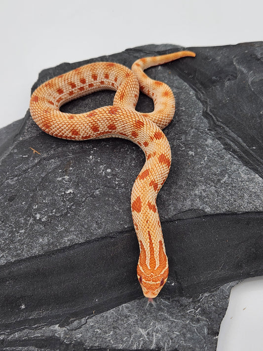 Western Hognose - Albino Anaconda - Male
