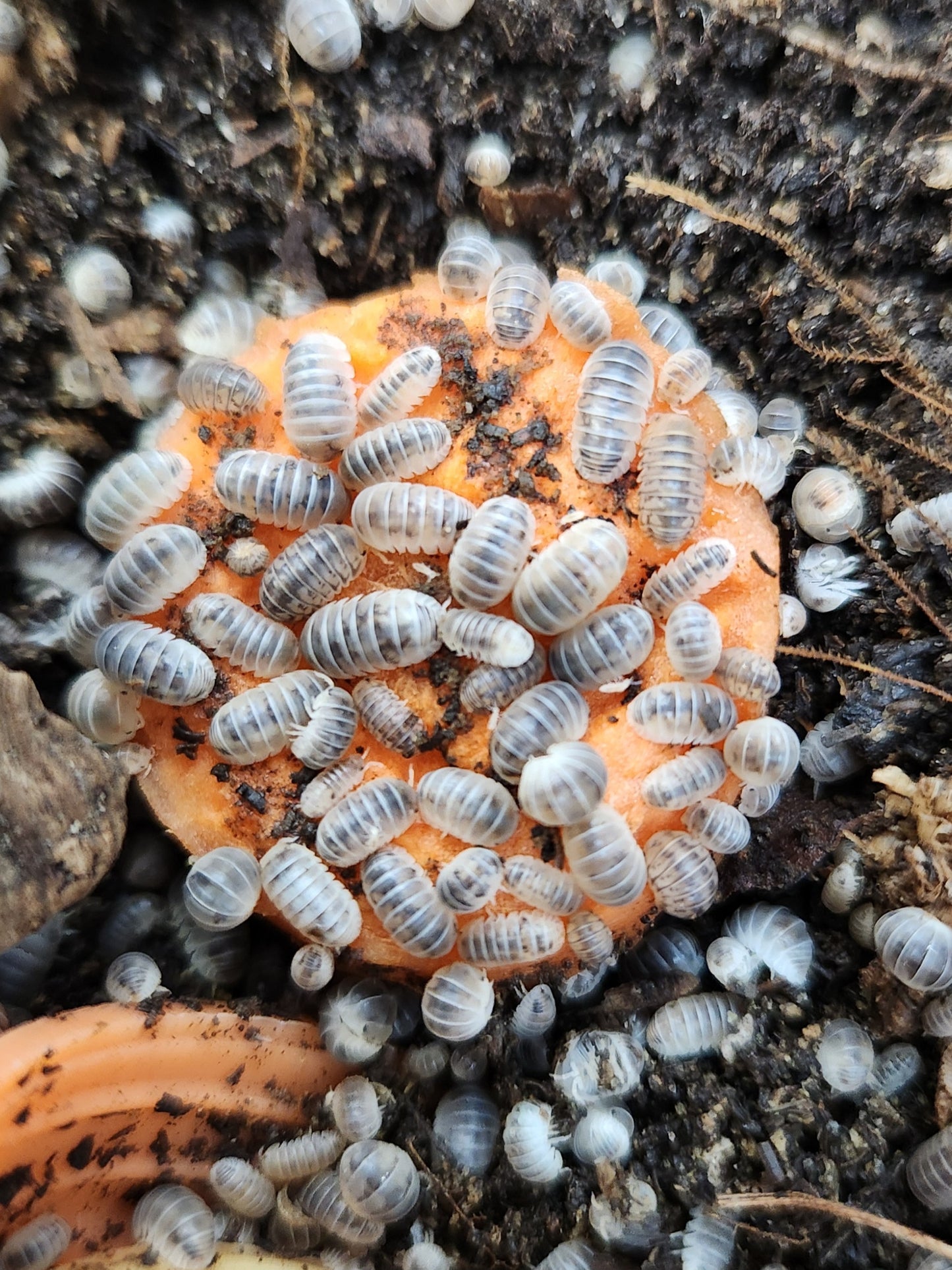 Isopods - Venezillo parvus - "Dalmatian Dwarf Roly" - 20 count