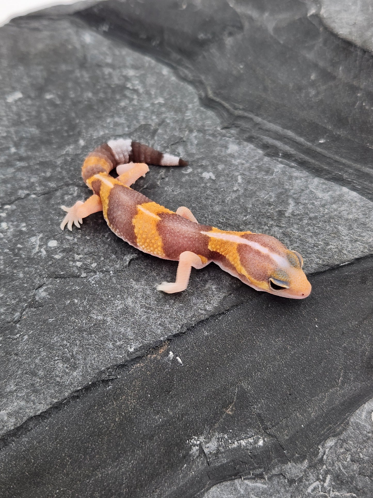 African Fat Tail Gecko - Albino Stripe Tangerine - Unsexed