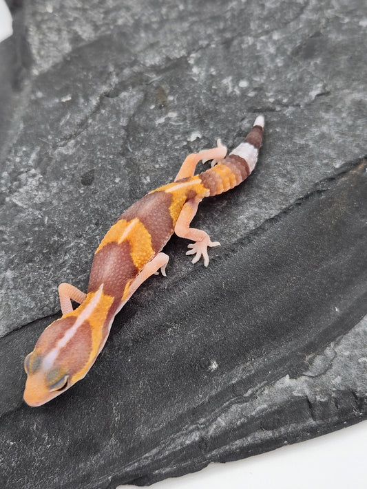 African Fat Tail Gecko - Albino Stripe Tangerine - Unsexed