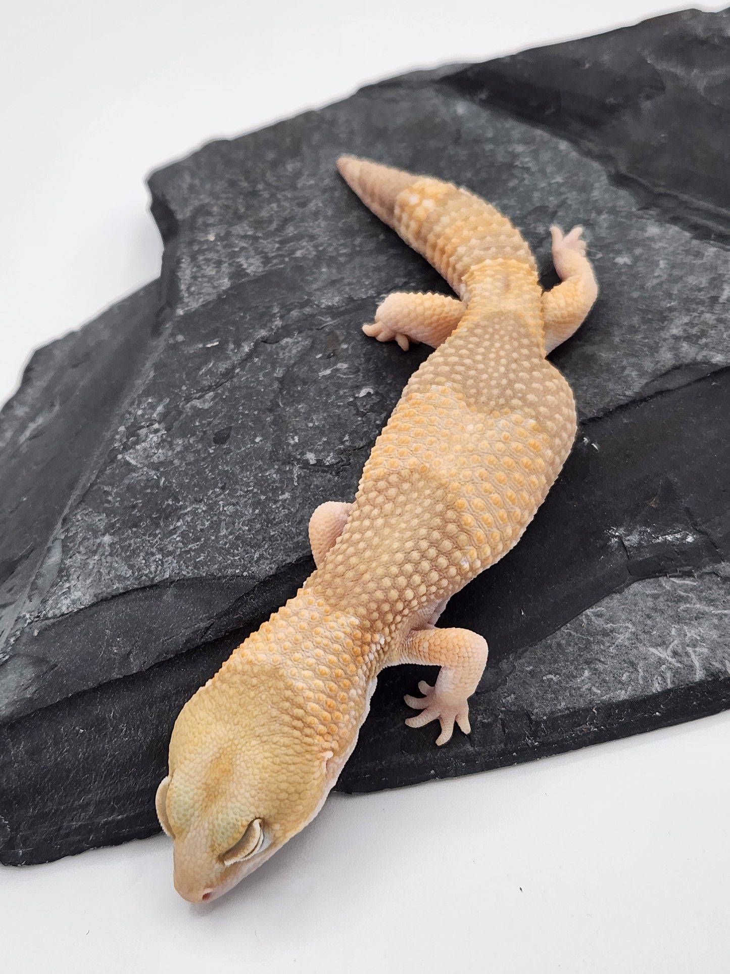 African Fat Tail Gecko - Albino - Male
