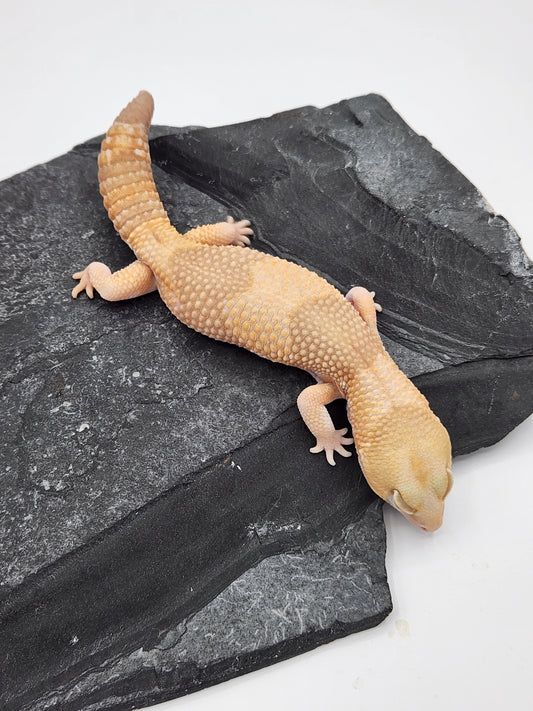 African Fat Tail Gecko - Albino - Male
