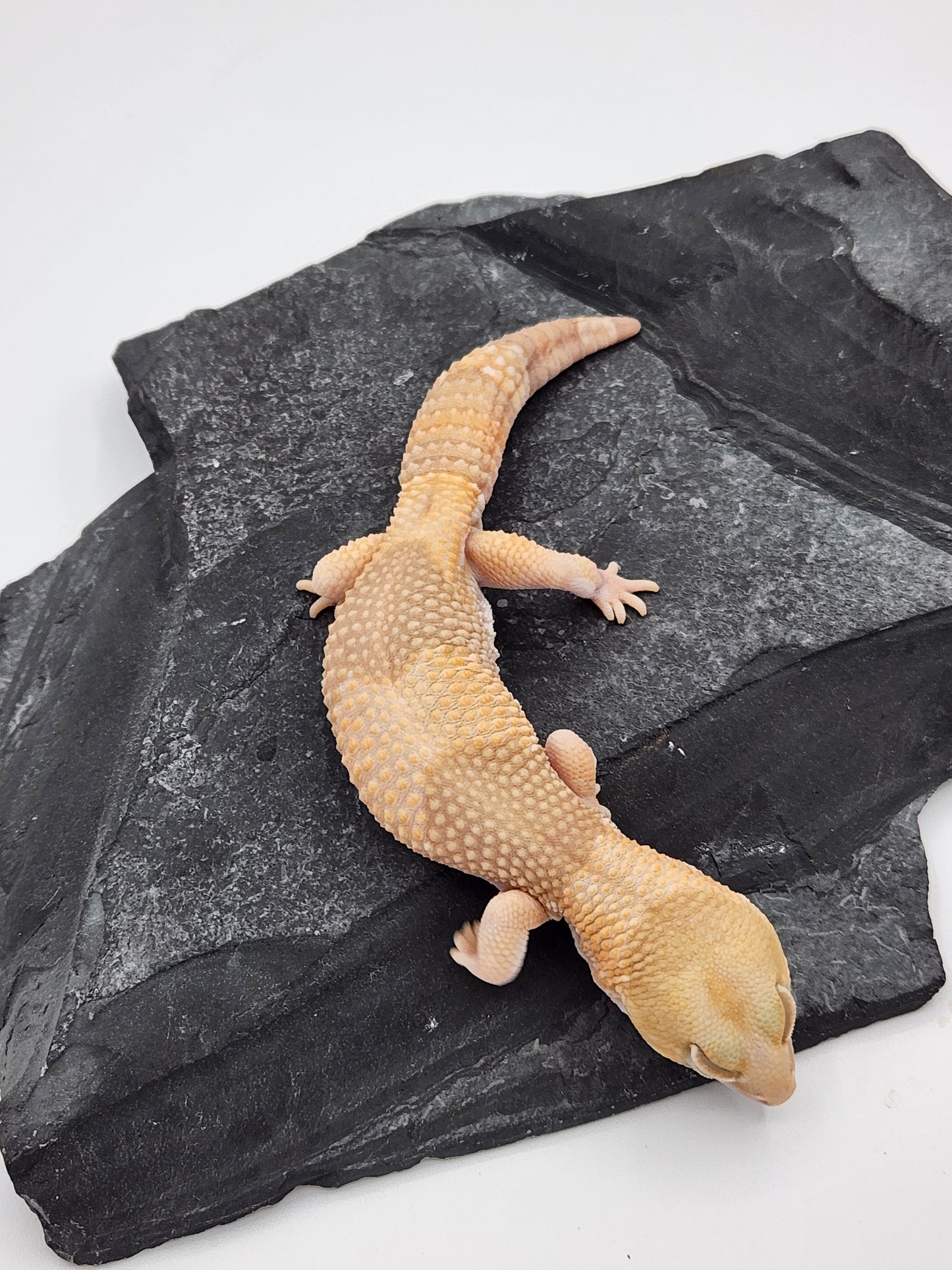 African Fat Tail Gecko - Albino - Male