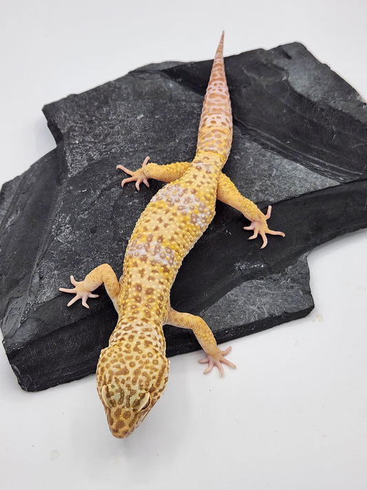 Leopard Gecko - Albino - Male - "Spooky"