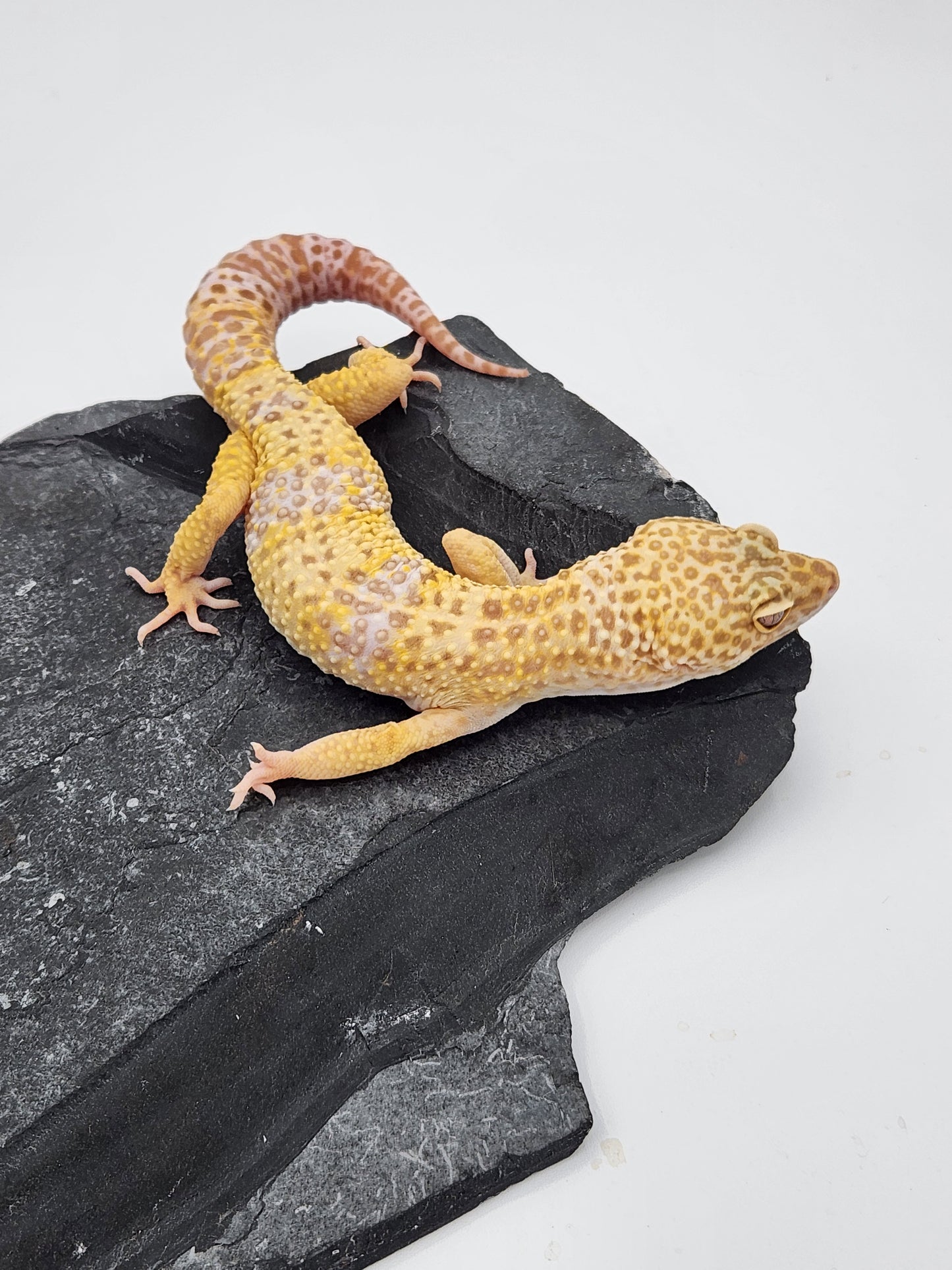 Leopard Gecko - Albino - Male - "Spooky"