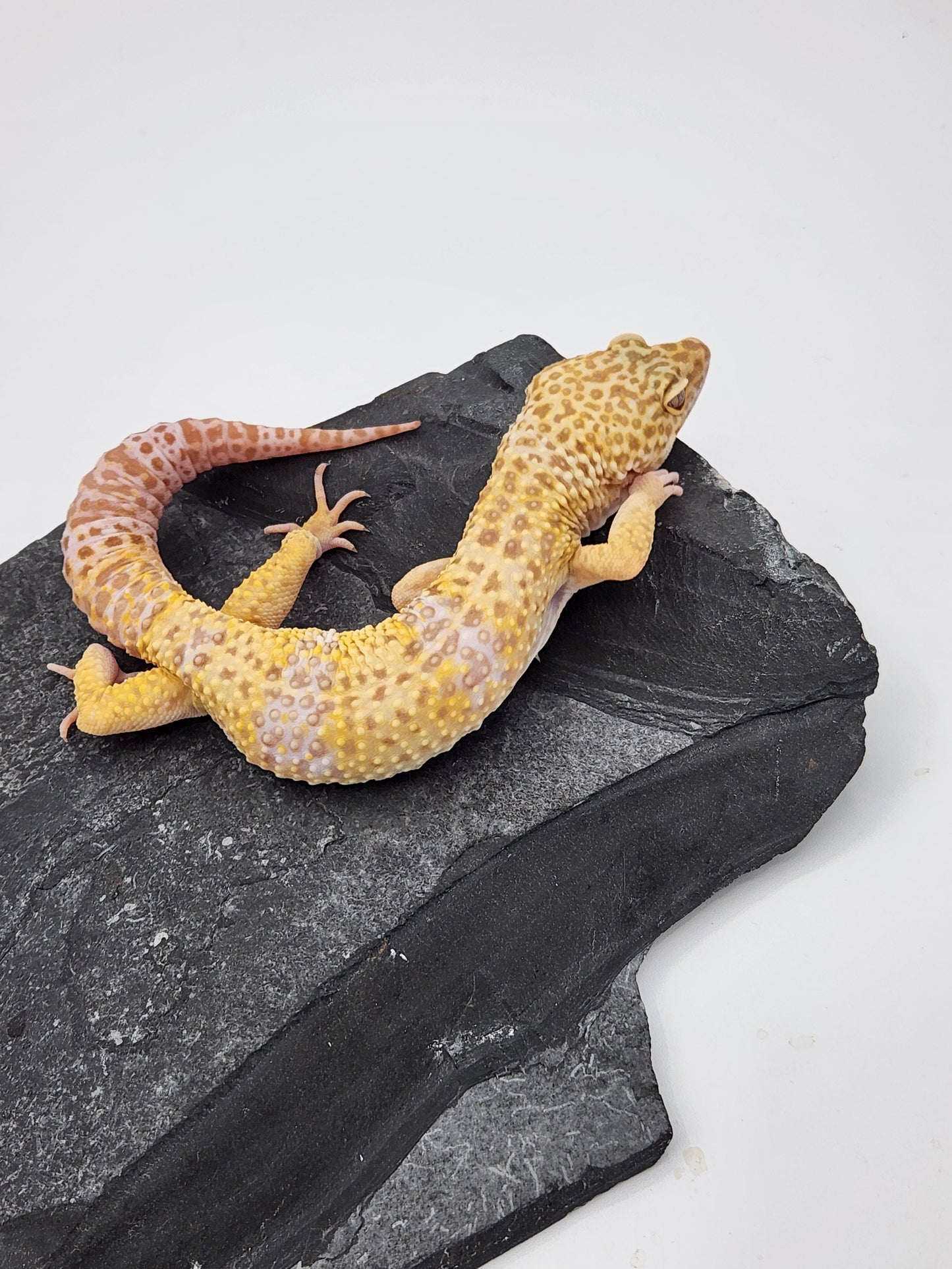 Leopard Gecko - Albino - Male - "Spooky"