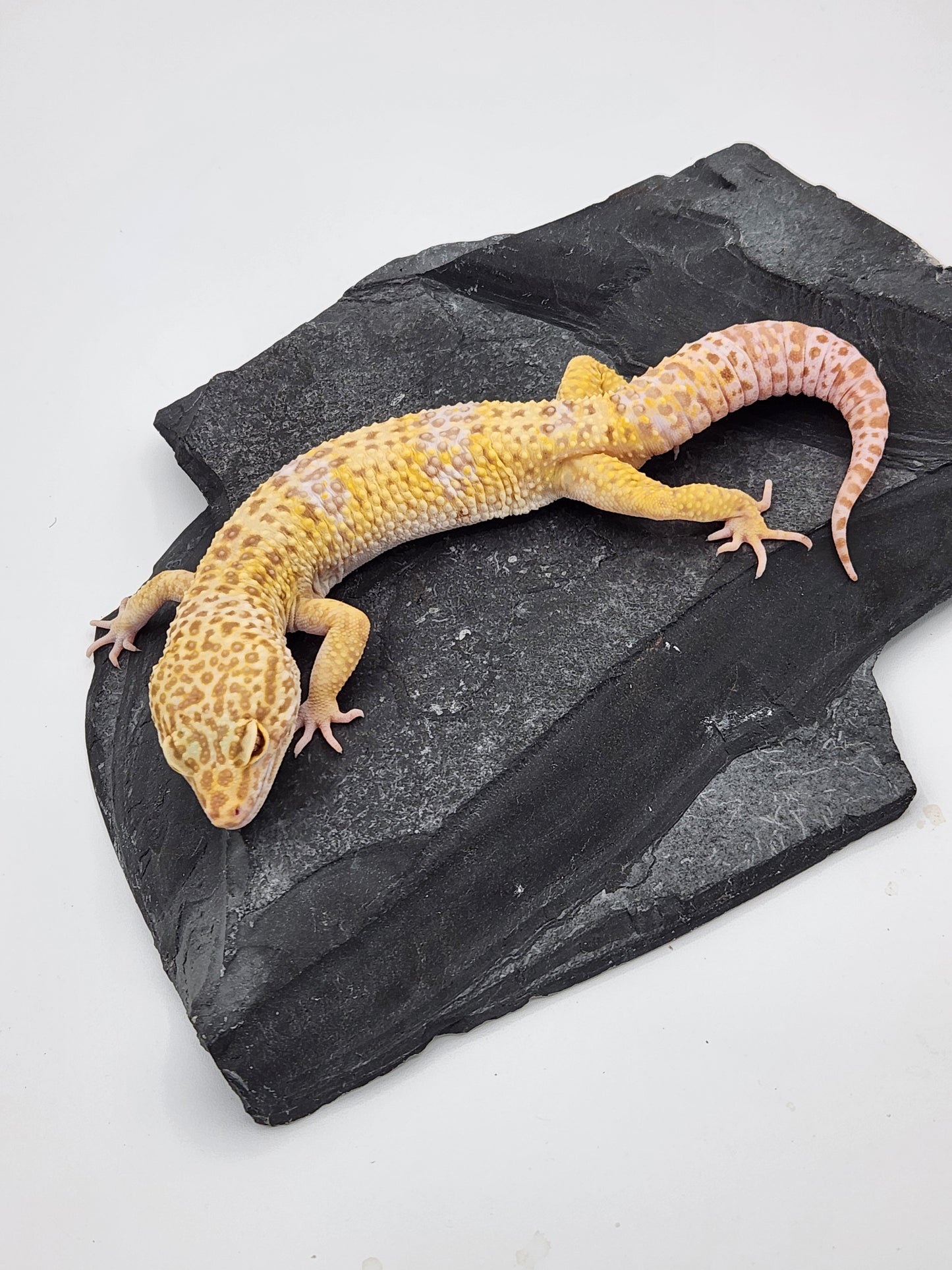 Leopard Gecko - Albino - Male - "Spooky"