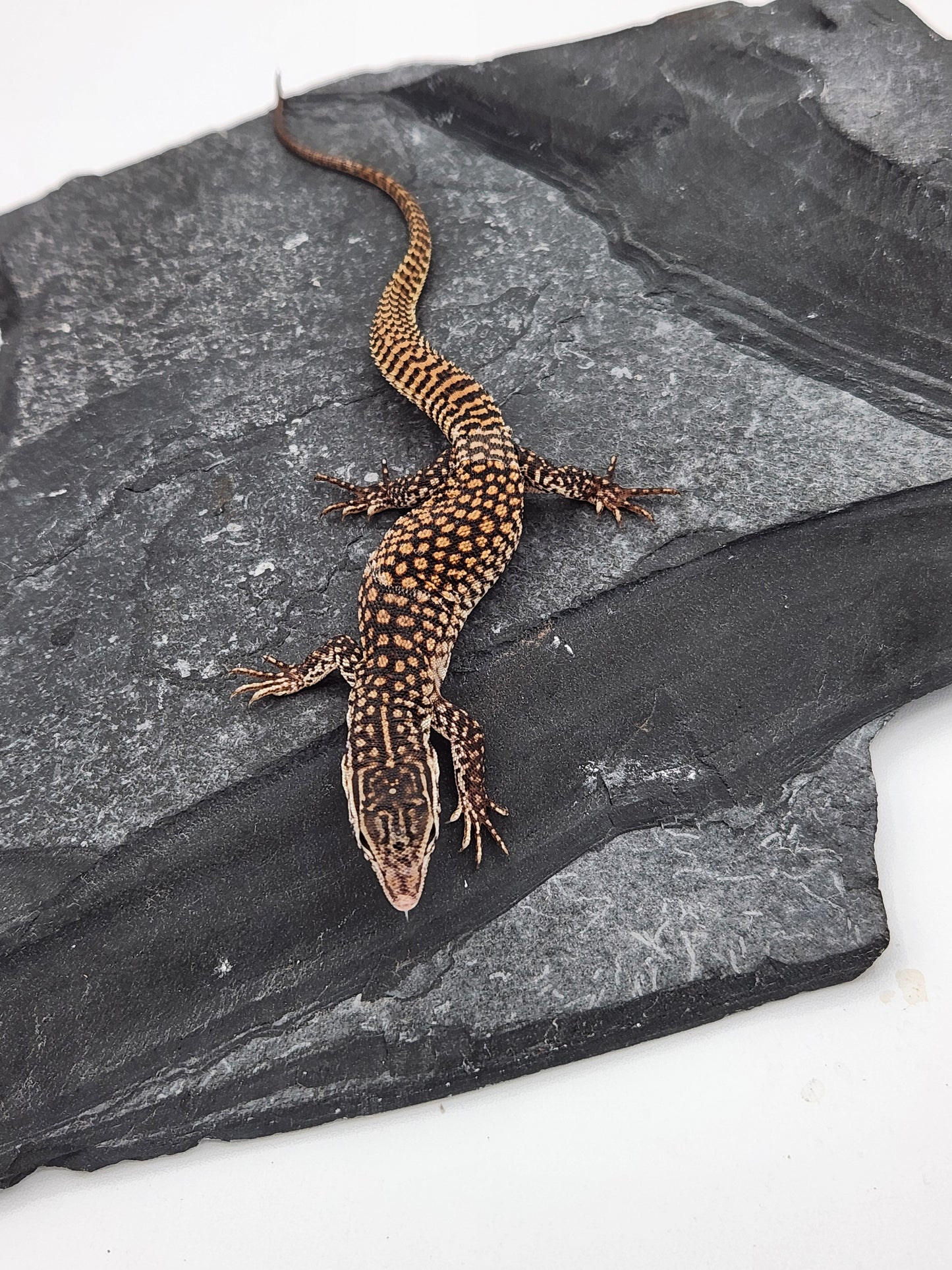 Other Reptiles - Yellow Ackie Monitor - Unsexed