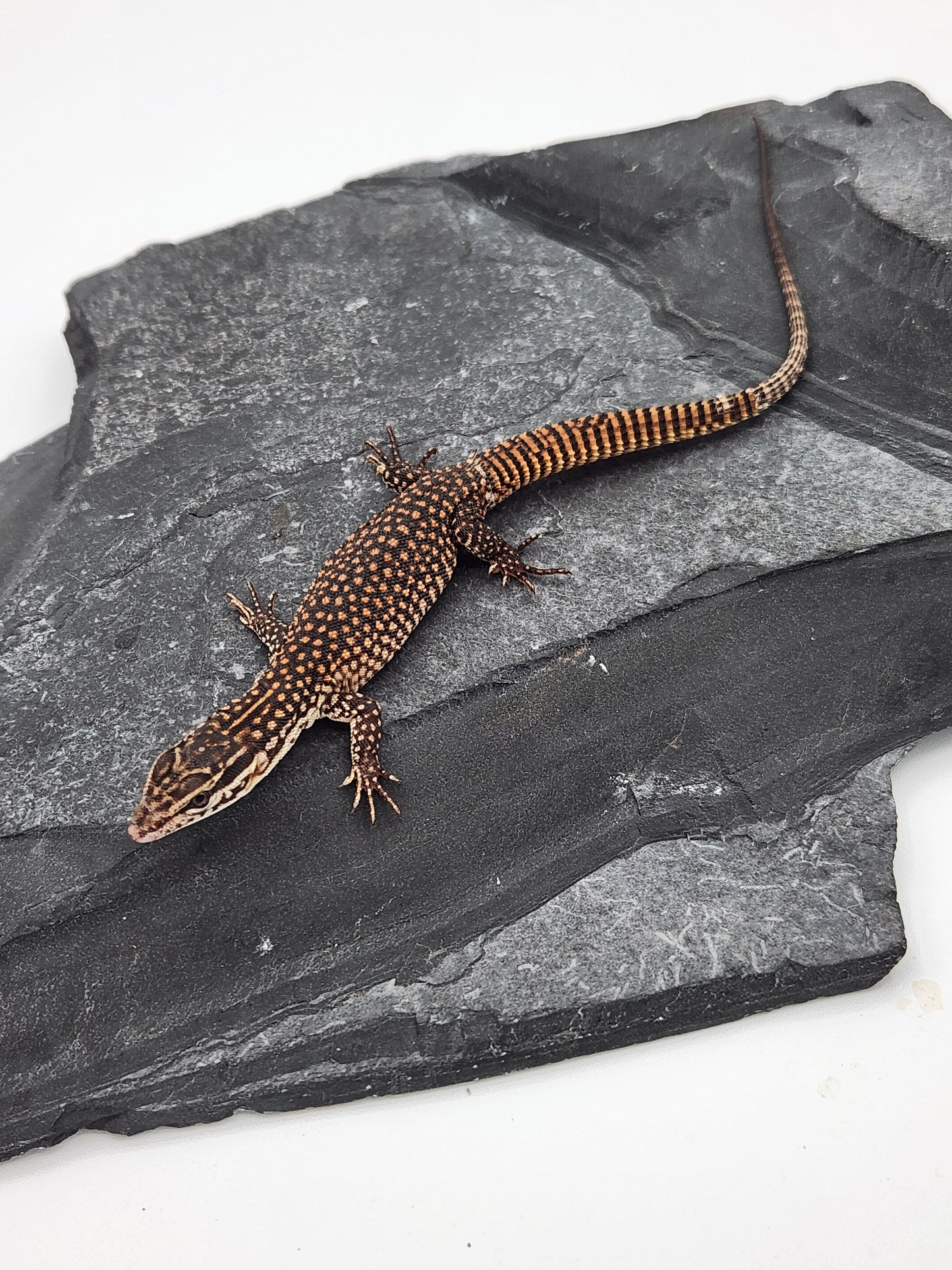 Other Reptiles - Yellow Ackie Monitor - Unsexed