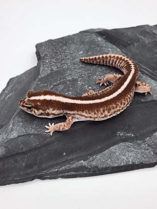 African Fat Tail Gecko - Oreo Patternless - Male
