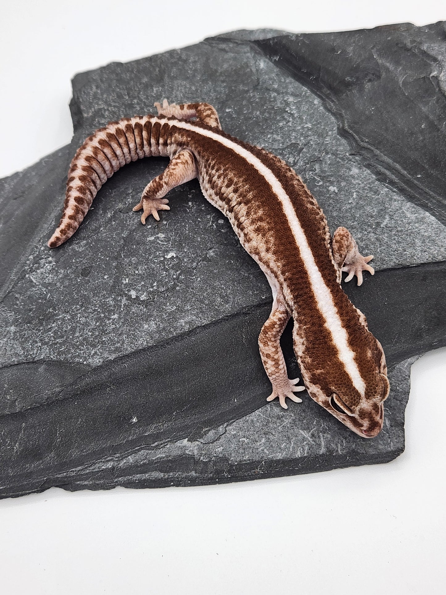 African Fat Tail Gecko - Oreo Patternless - Male