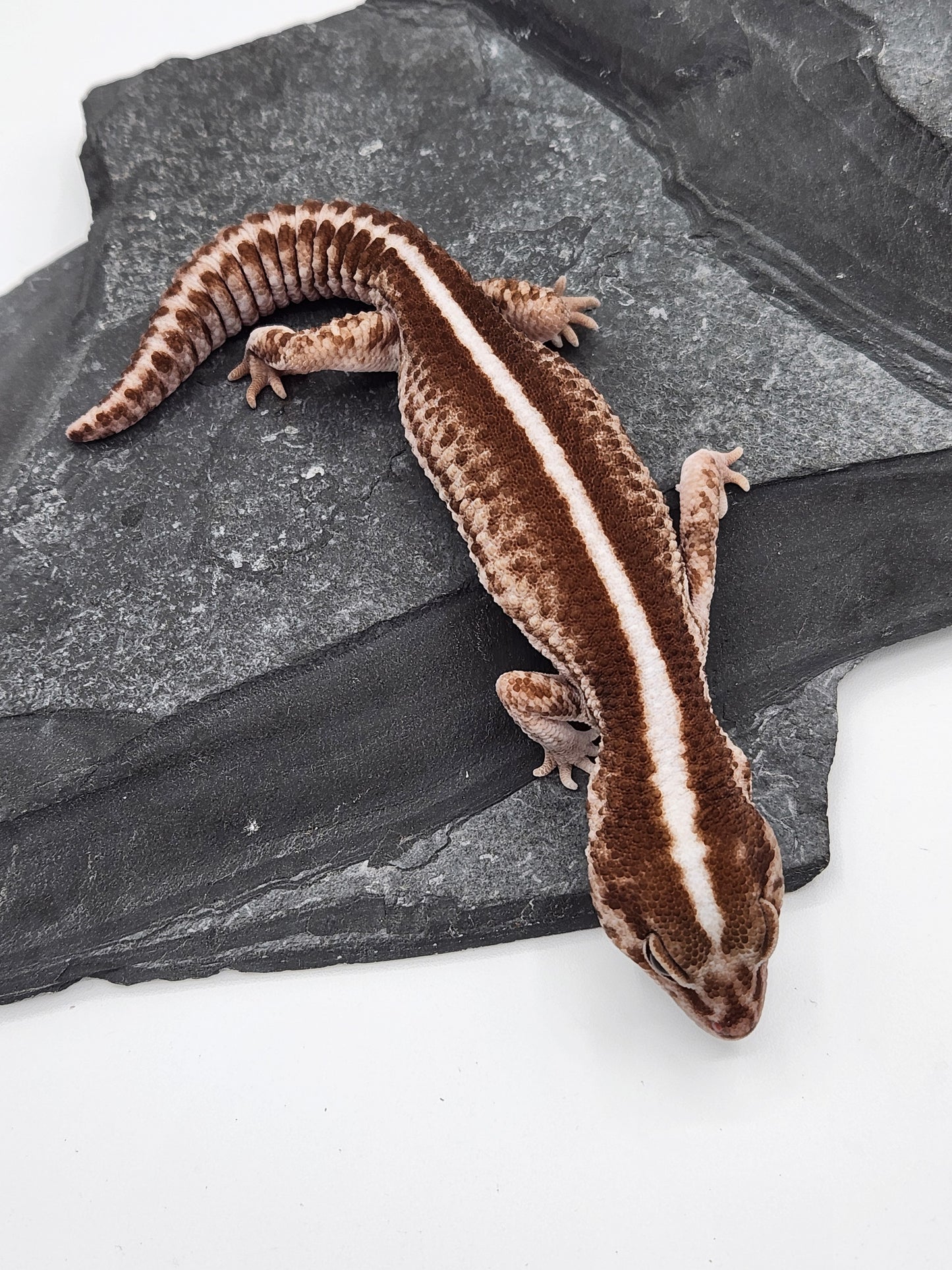 African Fat Tail Gecko - Oreo Patternless - Male