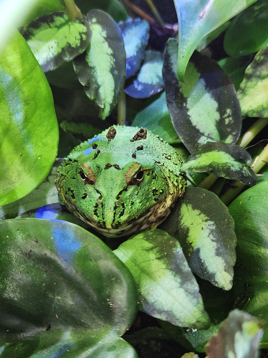 Amphibian - Pacman Frog - Two Spot Matcha - Unsexed