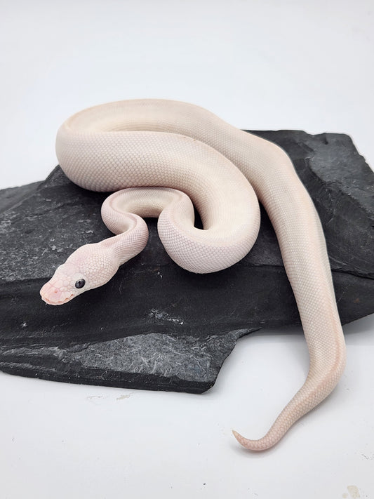 Snake - Ball Python - BEL Lesser Russo - Female
