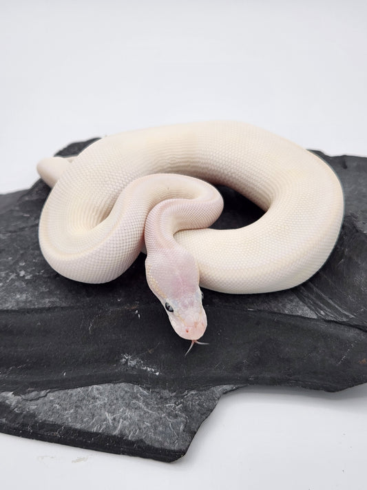 Snake - Ball Python - BEL Super Russo - Male 1