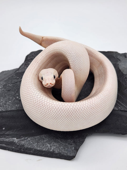 Snake - Ball Python - BEL Super Russo - Male 2