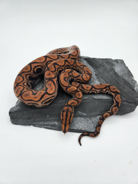 Brazillian Rainbow Boa - Probable Female