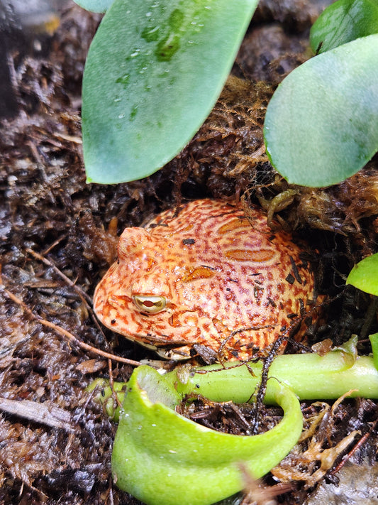 Amphibian - Pacman Frog - Coral Blaze - Unsexed