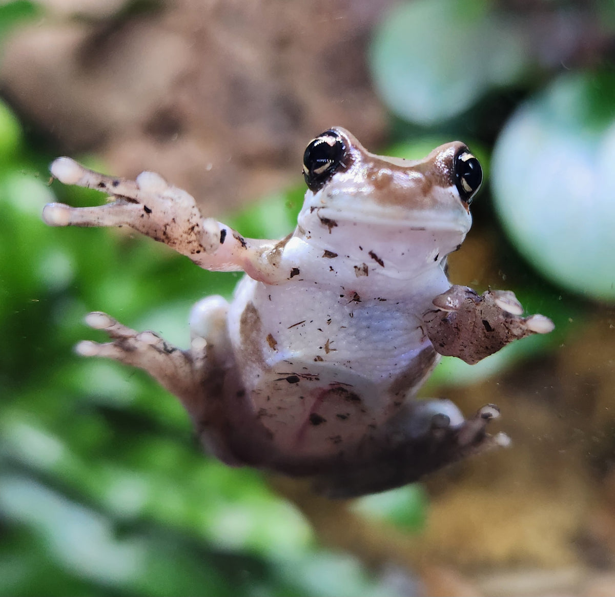 Amazon Milk Frog - Unsexed