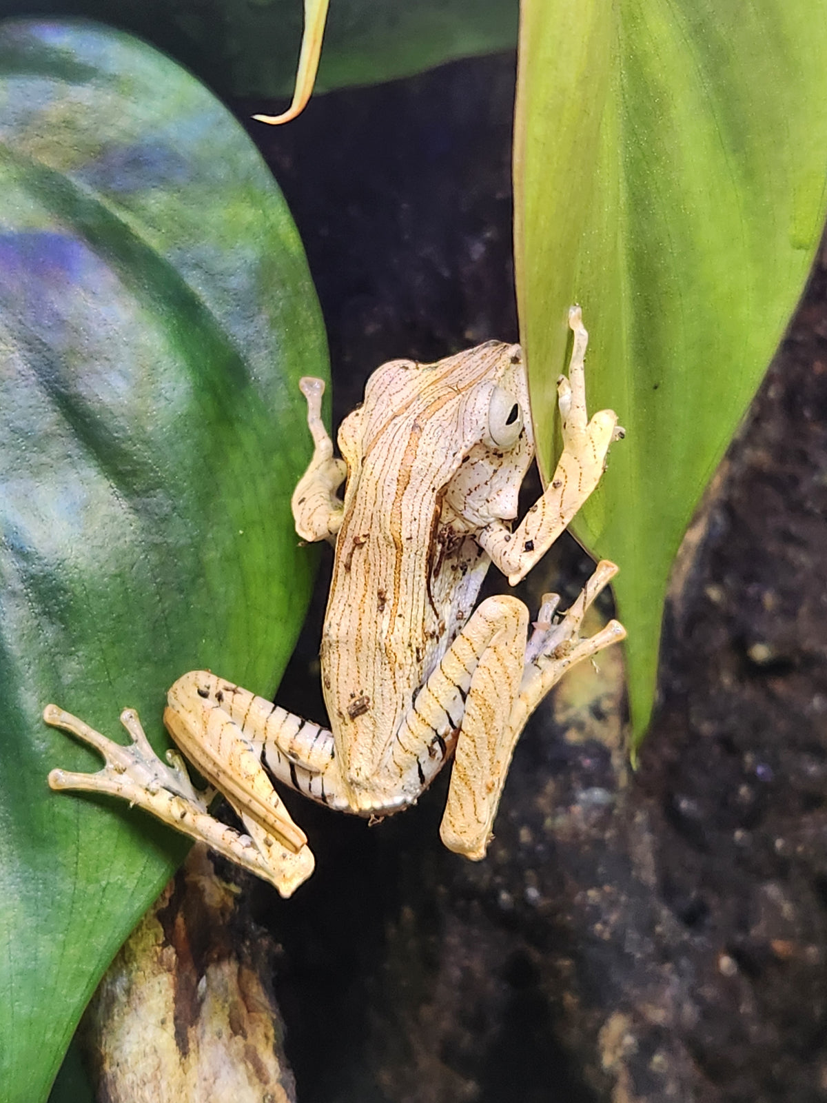 Borneo Eared Tree Frog - Polypedates otilophus