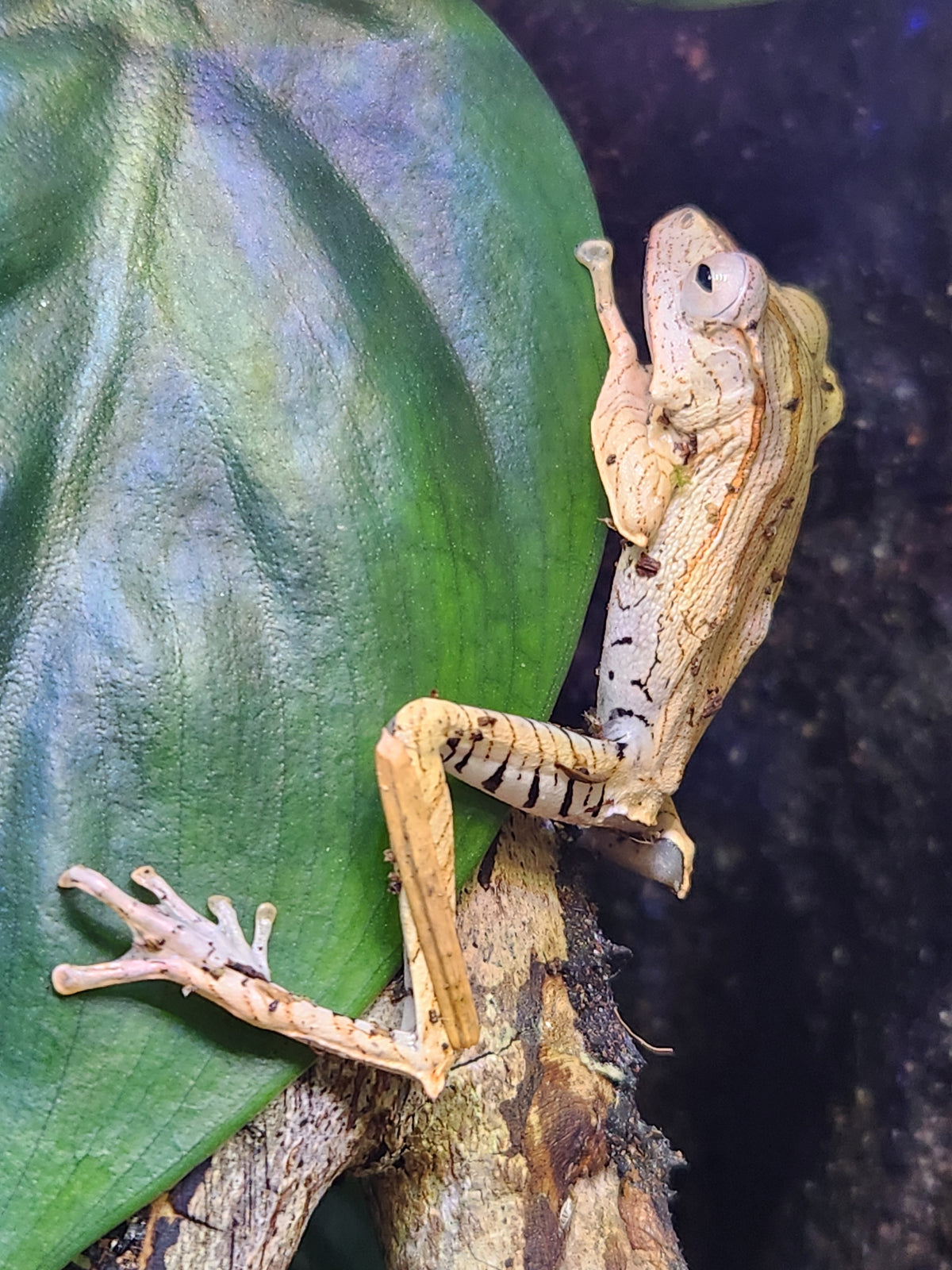 Borneo Eared Tree Frog - Polypedates otilophus