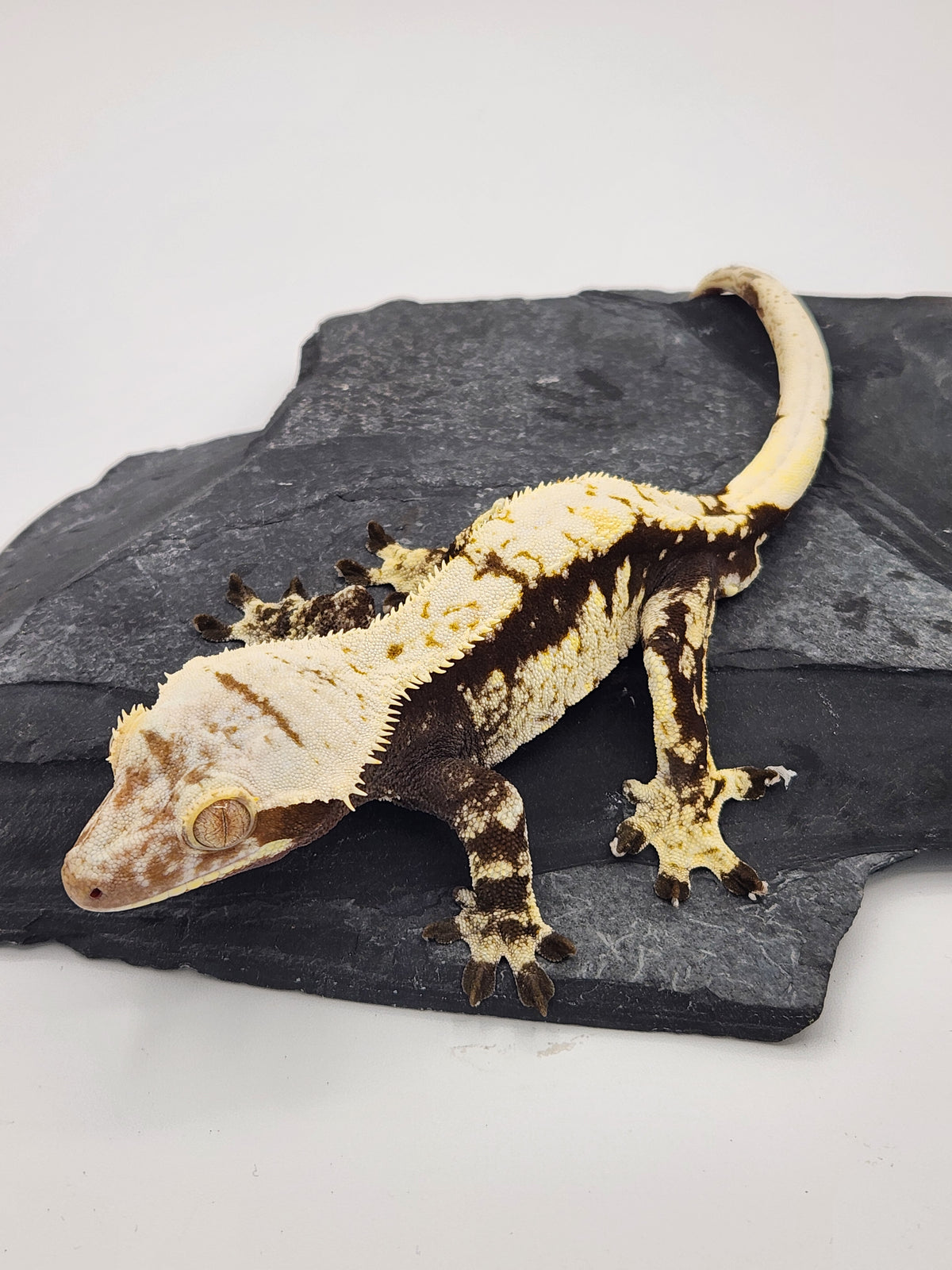 Crested Gecko - Root Beer ECC Phaedra x Velvet - Male