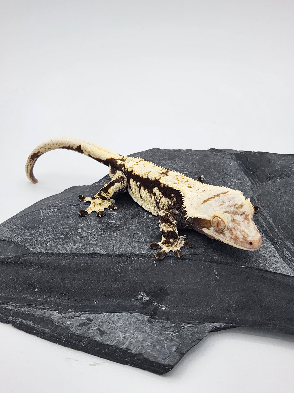 Crested Gecko - Root Beer ECC Phaedra x Velvet - Male