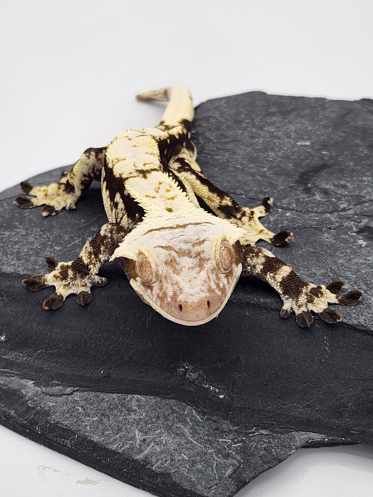 Crested Gecko - Root Beer ECC Phaedra x Velvet - Male