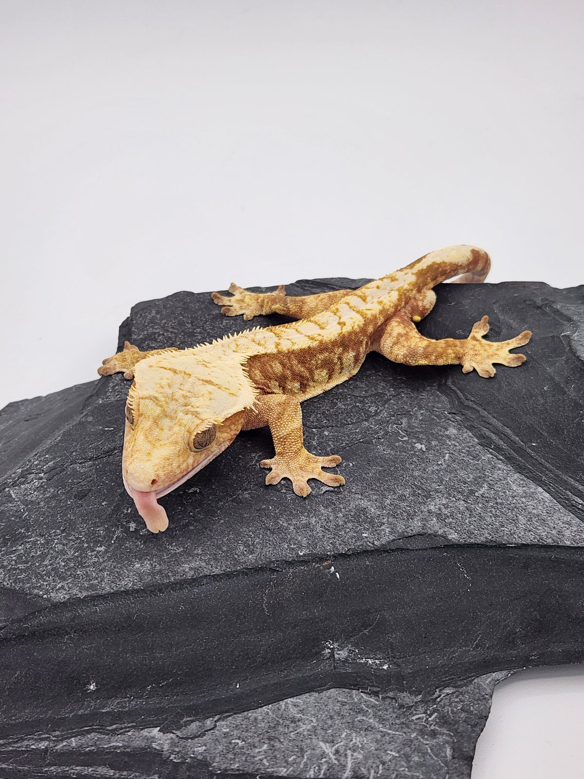 Crested Gecko - Sonar x Mango - 10-3-20 - Red Harlequin - Male