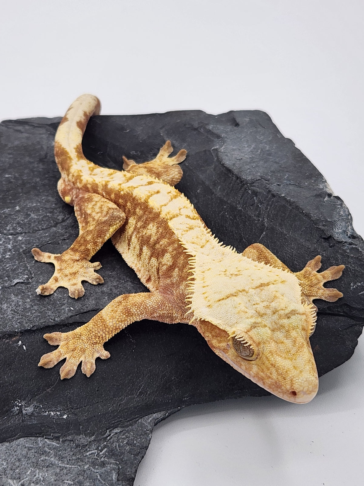 Crested Gecko - Sonar x Mango - 10-3-20 - Red Harlequin - Male
