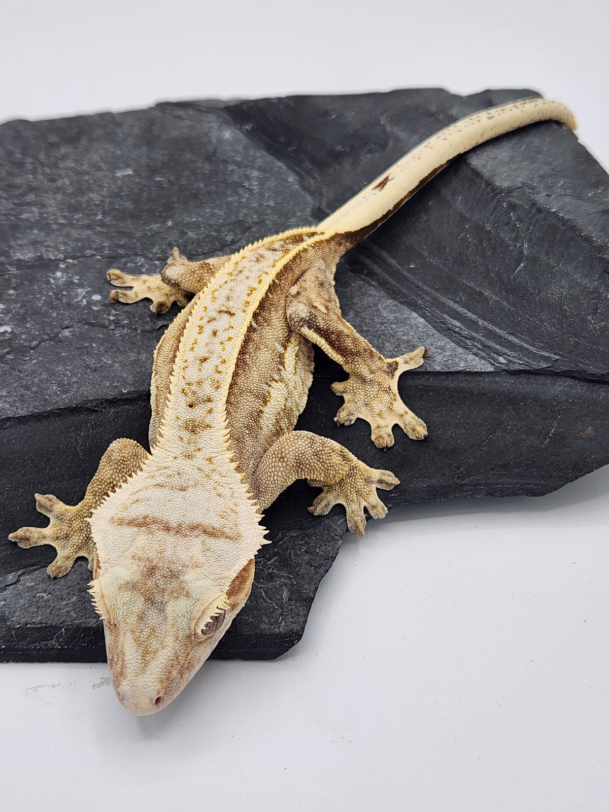 Crested Gecko - Ambrose x Chai - Yellow Pinstripe - Female