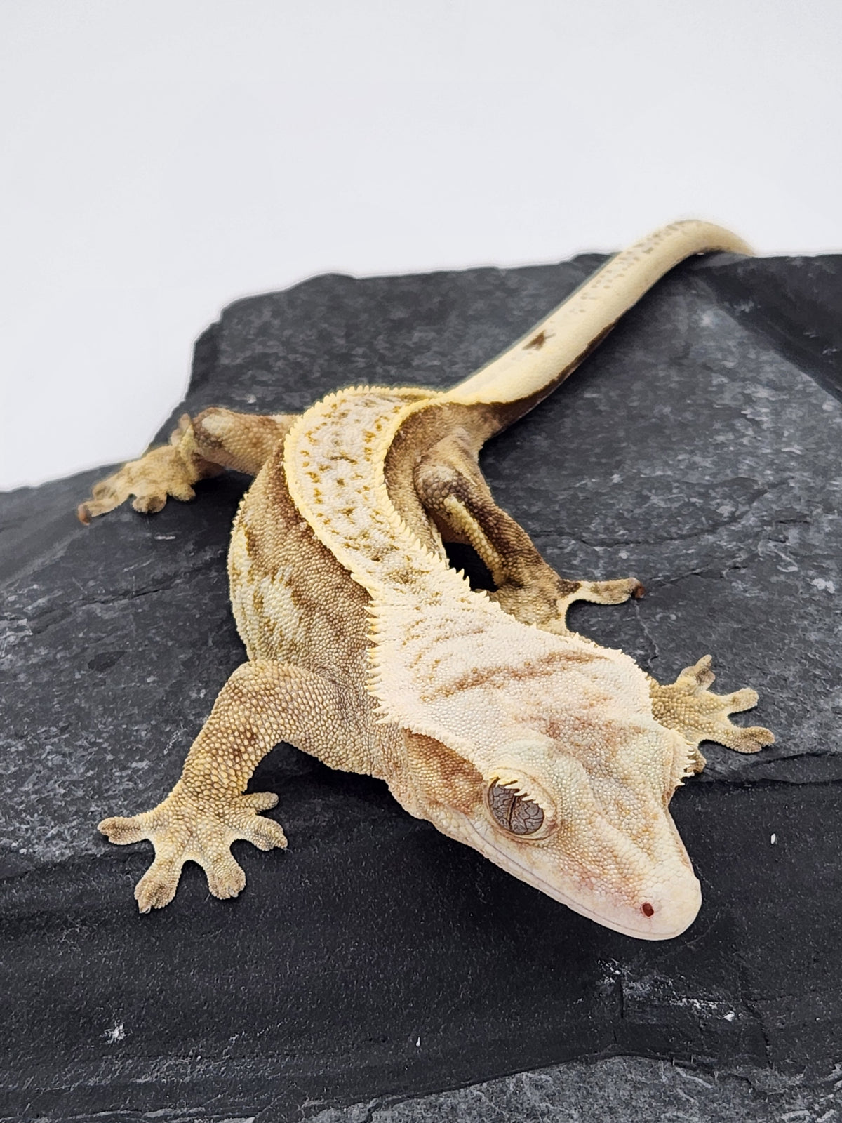 Crested Gecko - Ambrose x Chai - Yellow Pinstripe - Female