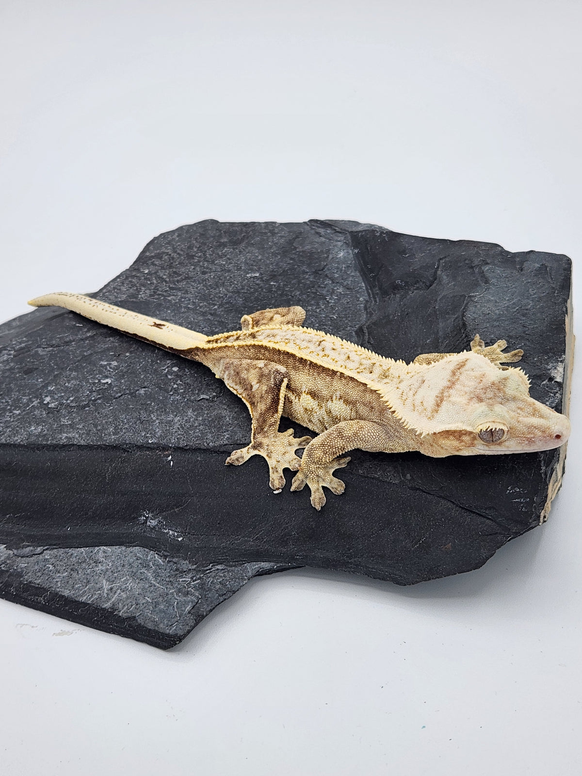 Crested Gecko - Ambrose x Chai - Yellow Pinstripe - Female