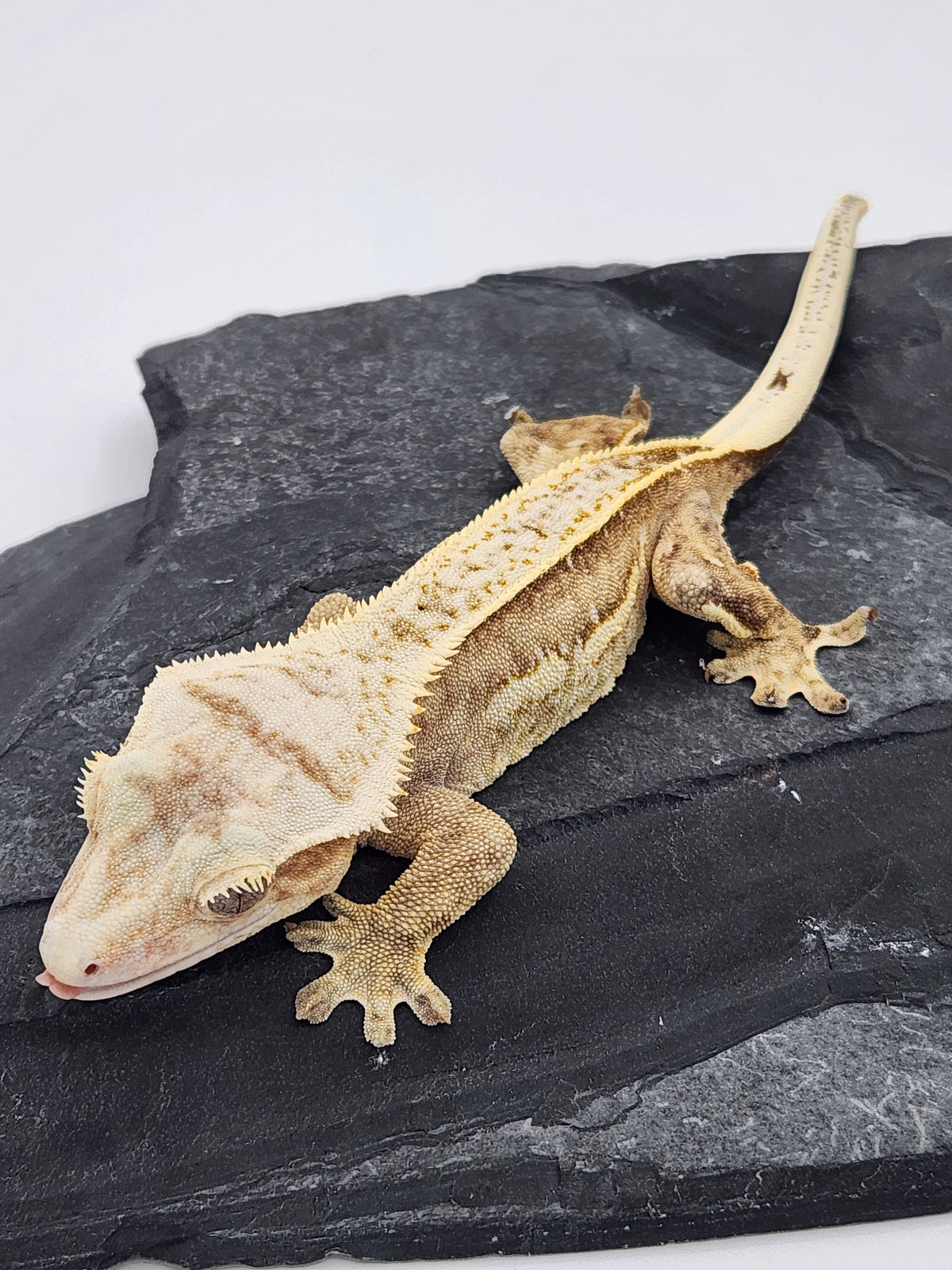 Crested Gecko - Ambrose x Chai - Yellow Pinstripe - Female