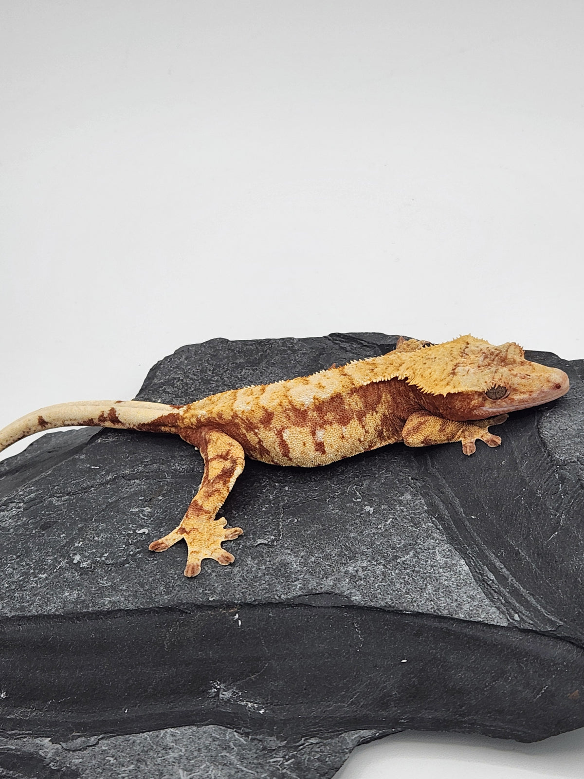 Crested Gecko - Prism x Godiva - 10-15-22 - Red Harlequin - Female