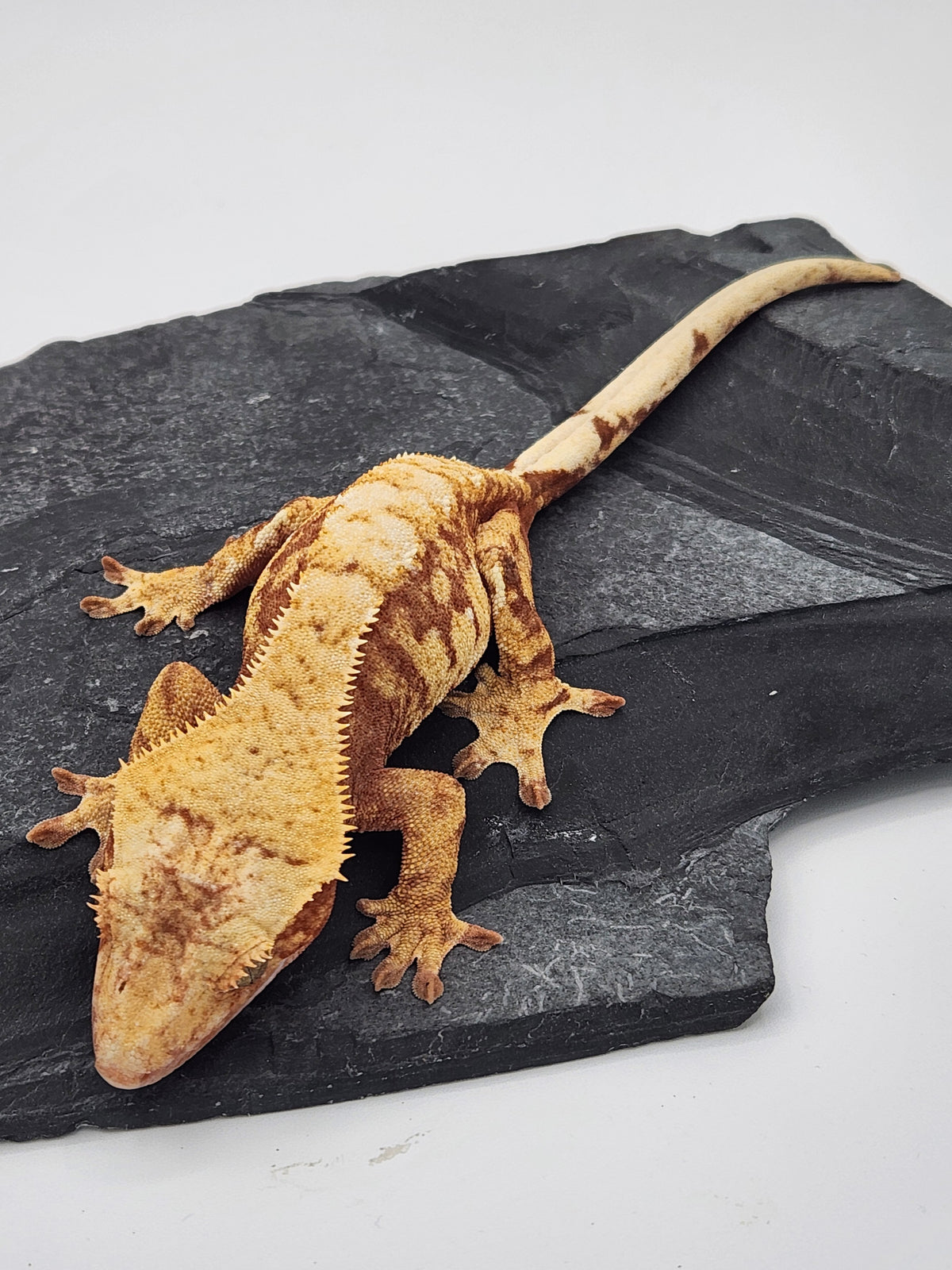 Crested Gecko - Prism x Godiva - 10-15-22 - Red Harlequin - Female